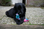 Zoey ruim 8 weken oud.